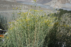 Haplophyllum tuberculatum