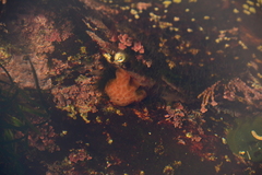 Aplidium californicum