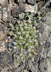 Draba oligosperma