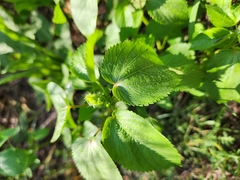 Acalypha ostryifolia