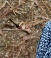 Ocyptamus fuscipennis