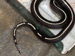 Lampropeltis californiae