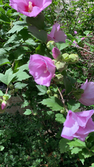 Hibiscus syriacus
