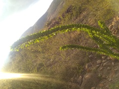 Fouquieria splendens