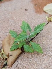 Salvia yangii