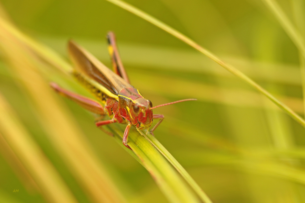   Striped Sedge Grasshopper (Stethophyma lineatum) Alain Maire