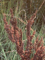 Rumex