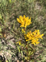 Solidago odora