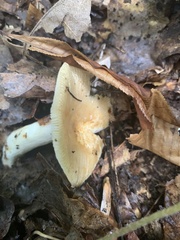 Russula grata