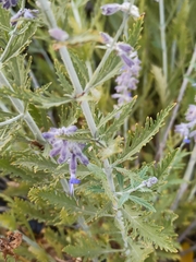 Salvia yangii