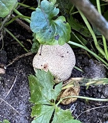Scleroderma areolatum