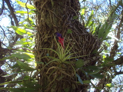 Tillandsia aeranthos