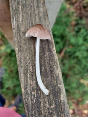 Pluteus longistriatus