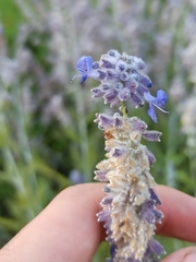 Salvia yangii