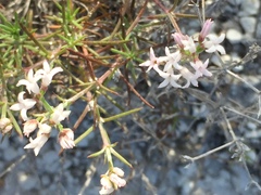 Asperula tephrocarpa