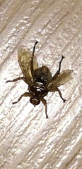 Hippoboscidae