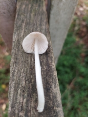 Pluteus longistriatus