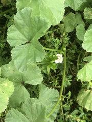 Malva neglecta