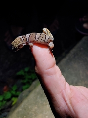 Cyrtodactylus collegalensis
