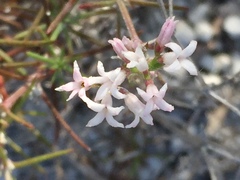 Asperula tephrocarpa