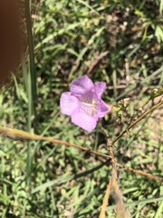 Agalinis heterophylla