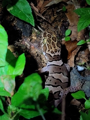 Cyrtodactylus collegalensis