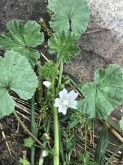 Malva neglecta