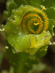 Elysia subornata
