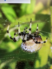 Araneus trifolium