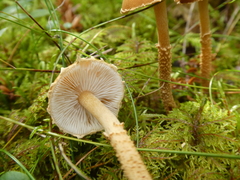 Cystoderma amianthinum