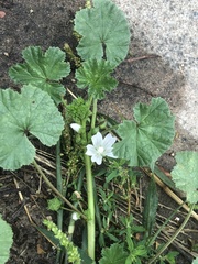 Malva neglecta