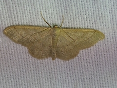 Idaea straminata