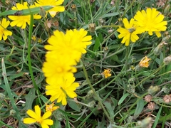 Crepis capillaris