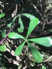 Cussonia thyrsiflora
