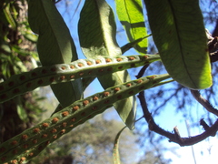 Microgramma mortoniana