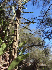 Microgramma mortoniana