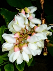 Robinia pseudoacacia