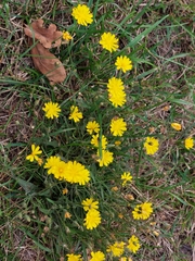 Crepis capillaris