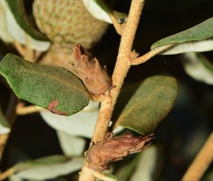 Phyllodiplosis cocciferae