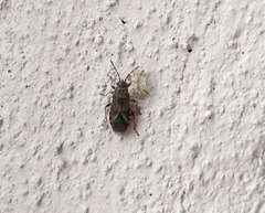 Arocatus melanocephalus