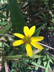 Helianthus microcephalus