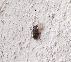 Arocatus melanocephalus