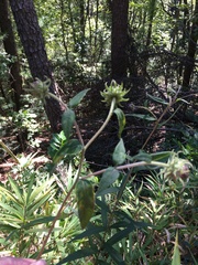 Helianthus microcephalus
