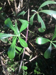 Cussonia thyrsiflora