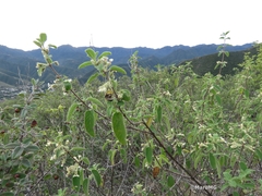 Lippia graveolens