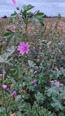 Malva sylvestris sylvestris
