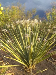 Dasylirion acrotrichum