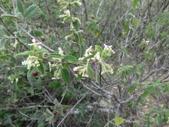 Lippia graveolens