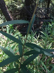 Helianthus microcephalus