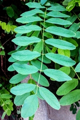 Robinia pseudoacacia